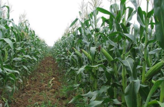 农村特色种植黑玉米的技术及管理方法