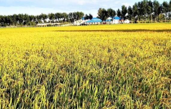 内蒙古“金稻之乡”聚力打造绿色发展引领区和乡村振兴样板区